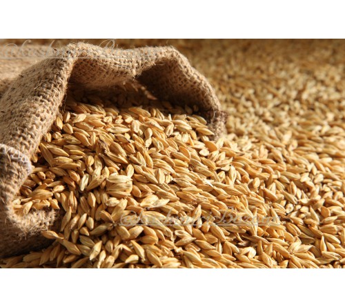 Vushka (Barley)